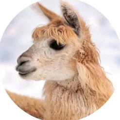 idéalsko Semelles Amovibles|Astuces Et Idées<Voûte alpaga HELVESKO